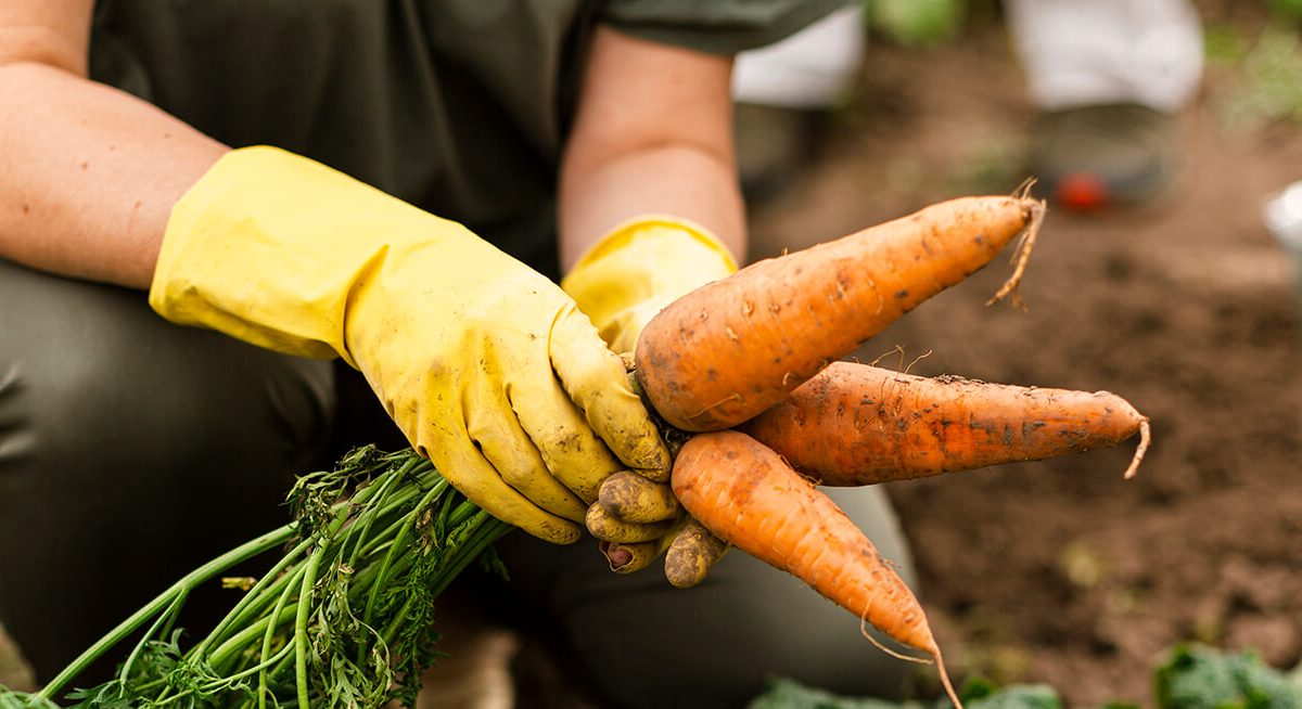 Alimentos Orgânicos e Convencionais