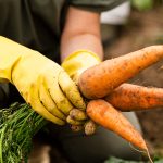 Alimentos Orgânicos e Convencionais