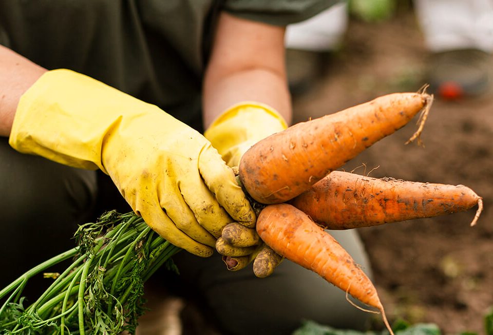 Alimentos Orgânicos e Convencionais